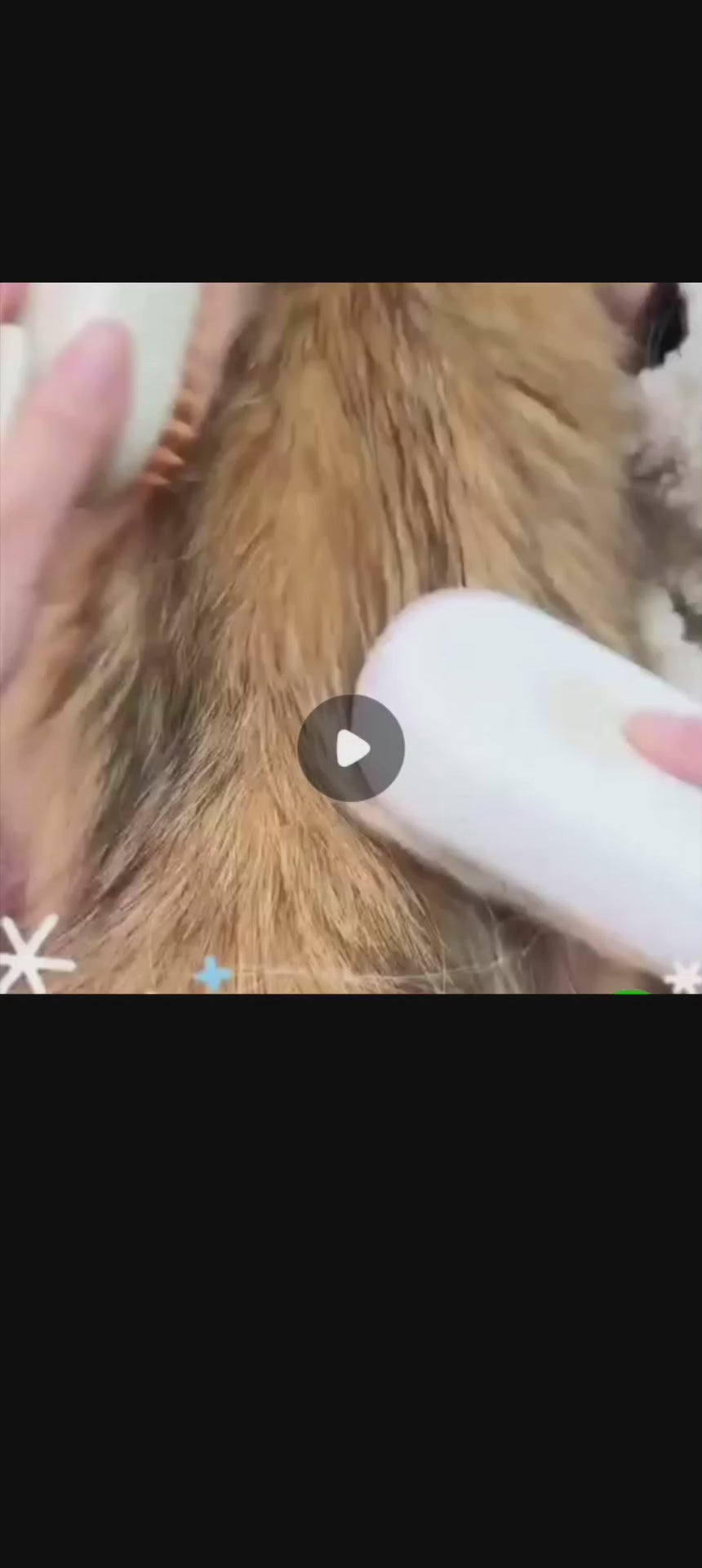 Brosse Anti-Poils avec Spray pour Chien et Chat | Toilettage Facile